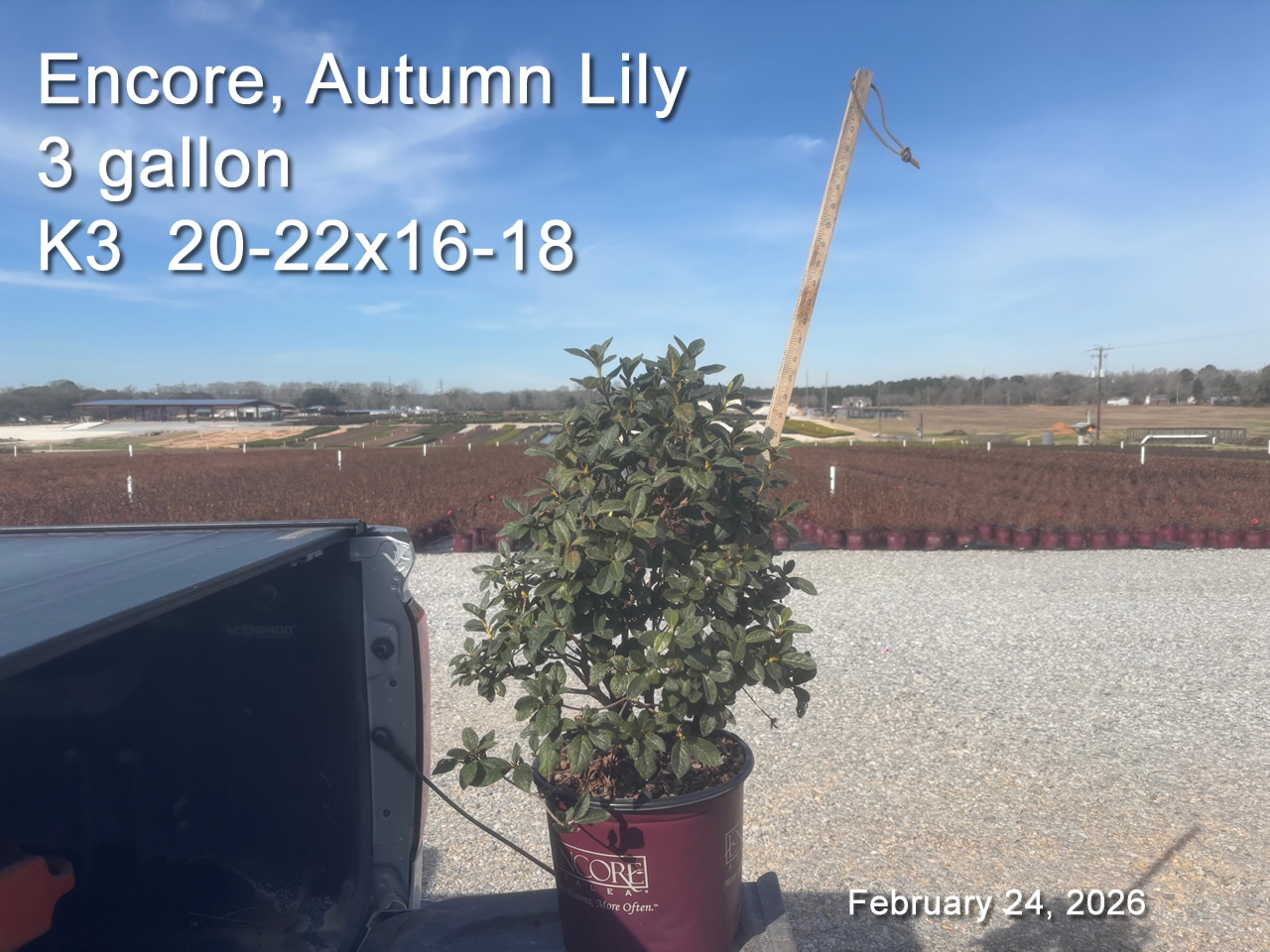 gallery/elly3 k3 feb24.jpg